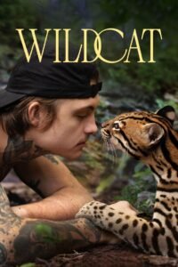 Wildcat แมวป่า